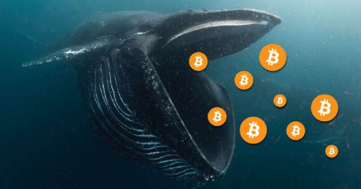 Криптовалютные киты намерены активно скупать Ethereum и биткоины